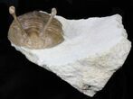 Large Asaphus Kowalewskii Trilobite - #30897-2